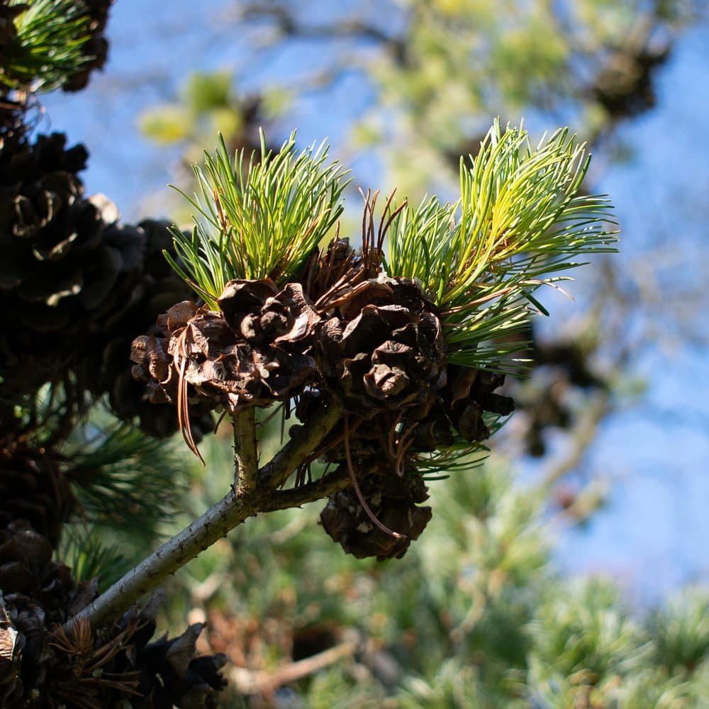 tree growing pine cones representing forestry for timber